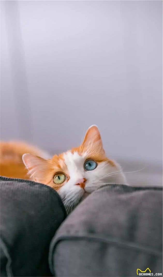 长毛异瞳大橘猫，网友皆叹颜值高，可主人却说它是个“小渣猫”