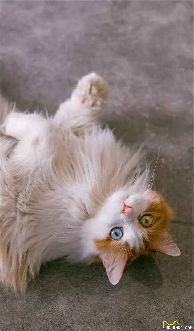 长毛异瞳大橘猫，网友皆叹颜值高，可主人却说它是个“小渣猫”