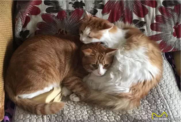 长毛异瞳大橘猫，网友皆叹颜值高，可主人却说它是个“小渣猫”