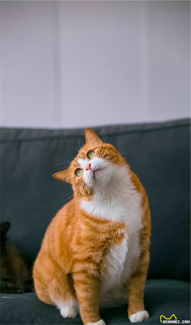 长毛异瞳大橘猫，网友皆叹颜值高，可主人却说它是个“小渣猫”