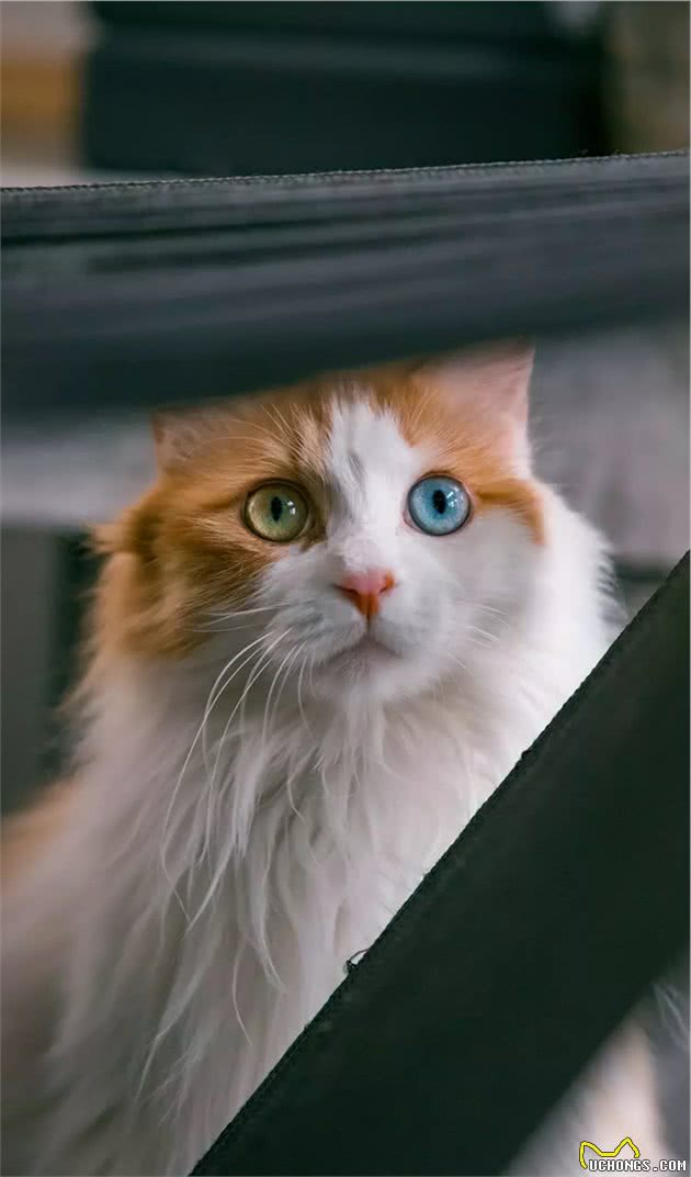长毛异瞳大橘猫，网友皆叹颜值高，可主人却说它是个“小渣猫”