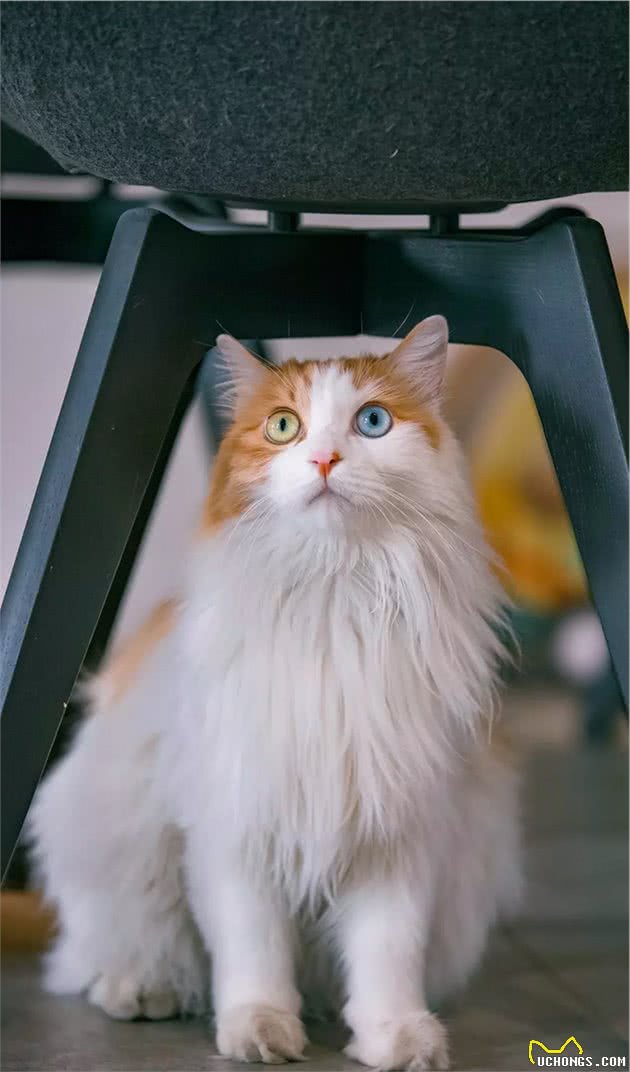 长毛异瞳大橘猫，网友皆叹颜值高，可主人却说它是个“小渣猫”