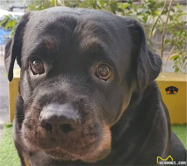 领养时54斤的猛犬，现变成圆滚滚萌犬！主人的爱改变了它的一生