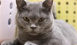 每周一猫：俄罗斯蓝猫