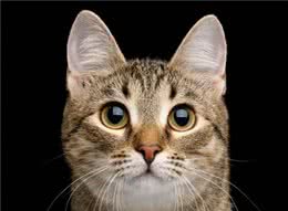 最美的猫咪，爱你我们的中国狸花猫，你了解吗?