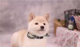 柴犬训练之定点大小便