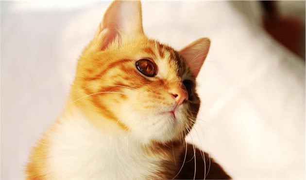 一些名贵猫却是异常猫，不正常的显著特点，一直存在争议