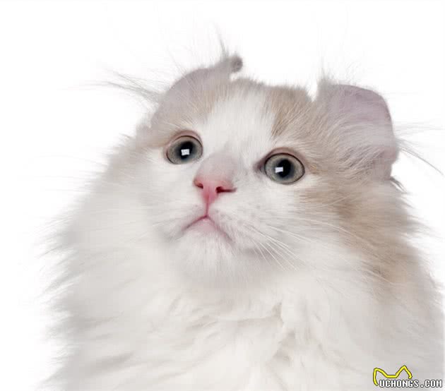 一些名贵猫却是异常猫，不正常的显著特点，一直存在争议