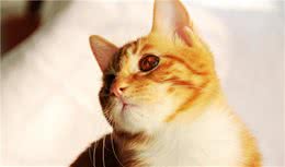 一些名贵猫却是异常猫，不正常的显著特点，一直存在争议