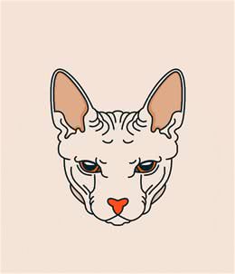 击破谣言，关于无毛猫的那些传言，有好几条都是人类想当然