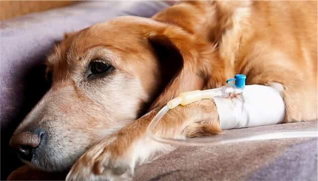 春季狗狗感冒的一些症状及缓解方法