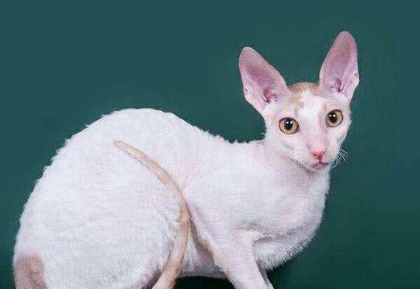 每天送你一只猫，（三）德文卷毛猫，卷毛小精灵