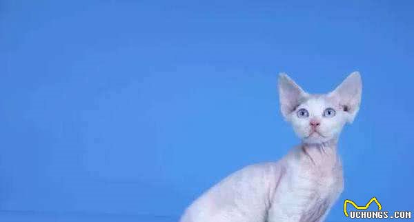 每天送你一只猫，（三）德文卷毛猫，卷毛小精灵