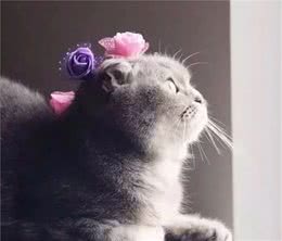 猫咪百科—折耳猫