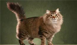 西伯利亚森林猫介绍西伯利亚森林猫多少钱一只