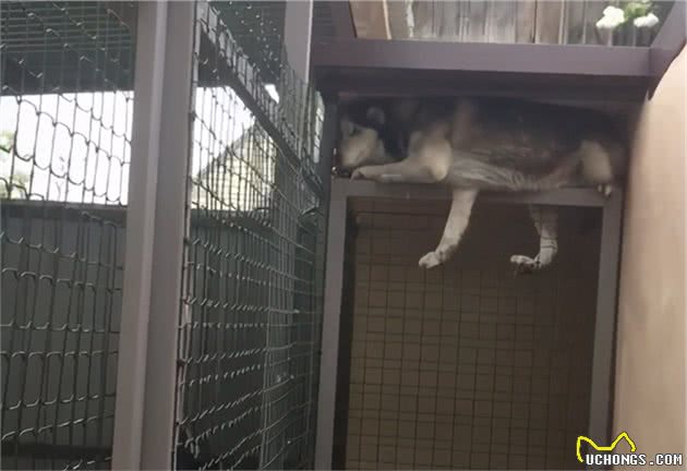 哈士奇很蠢？那你就错了，其实它是“装出来的”