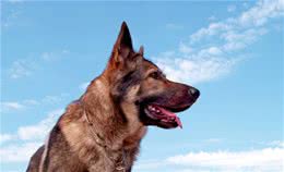 公犬和母犬的这些区别你知道吗？