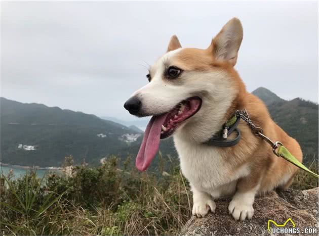 短腿柯基爱爬山，主人一步等于它十步，笨拙爬山的样子超可爱