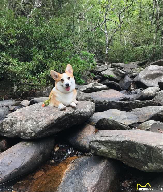 短腿柯基爱爬山，主人一步等于它十步，笨拙爬山的样子超可爱