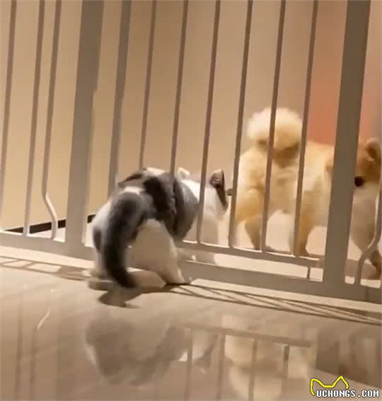 猫咪越狱失败，屁股被卡栏杆，博美：求我呀，求我就帮你出来