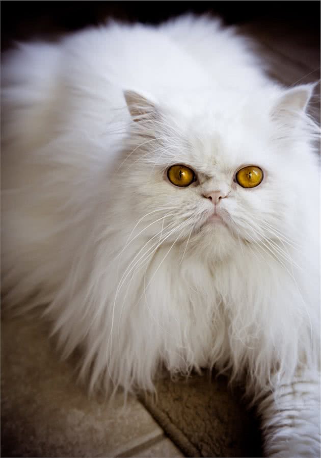 身价可达3000美元的猫咪有哪些？盘点身价最贵的10种猫咪