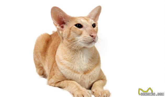 身价可达3000美元的猫咪有哪些？盘点身价最贵的10种猫咪