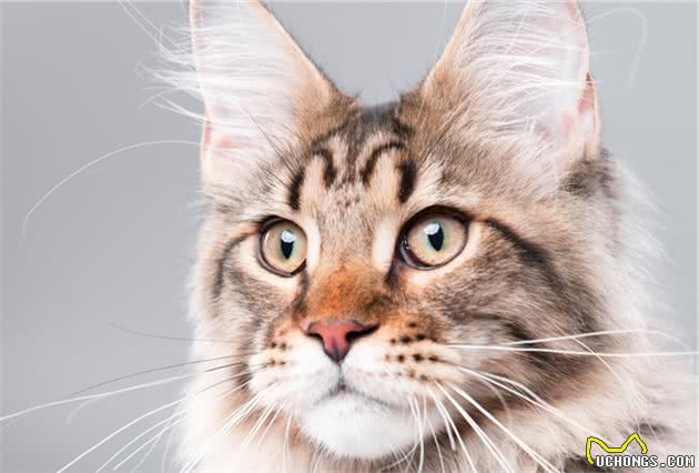 身价可达3000美元的猫咪有哪些？盘点身价最贵的10种猫咪