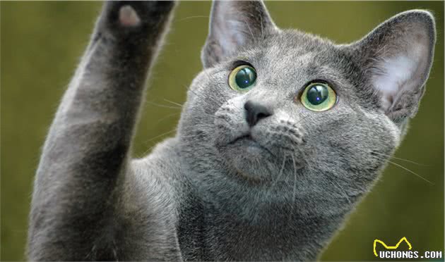 身价可达3000美元的猫咪有哪些？盘点身价最贵的10种猫咪