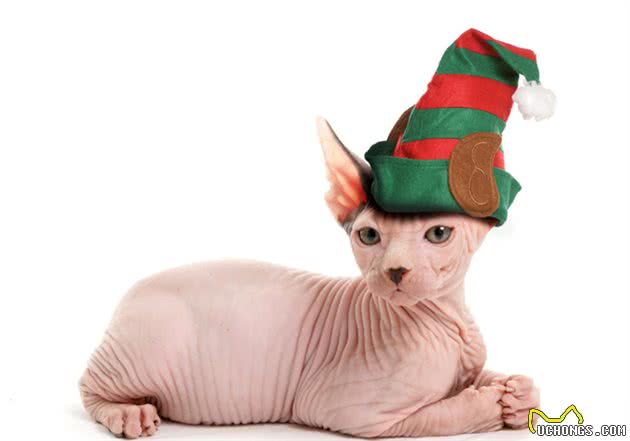 身价可达3000美元的猫咪有哪些？盘点身价最贵的10种猫咪