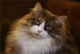 身价可达3000美元的猫咪有哪些？盘点身价最贵的10种猫咪