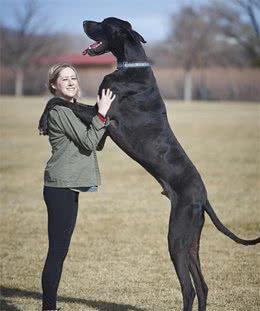 世界9大巨型犬，内心是温柔的大狗，没有想象中凶猛