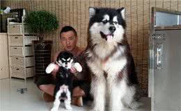 揭秘：阿拉斯加犬有多大？