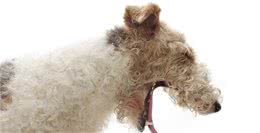 犬窝咳具有传染性，多数主人都不了解它，关于犬窝咳的七个知识点