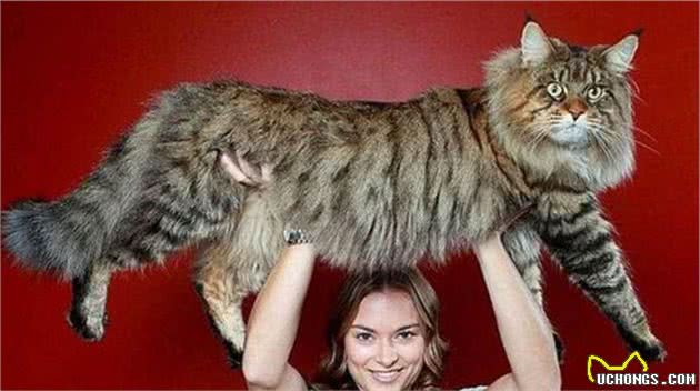 你养的猫，其实代表你的性格，很准