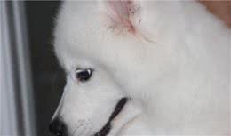 在挑选会“微笑”的萨摩耶犬时，你一定要注意它的外貌特征？