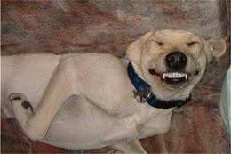 现在的宠物狗都有这“六大特征”，懒只是其中一个