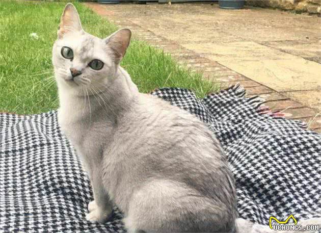 猫中女神：优雅而迷人波米拉猫，将让你爱不释手