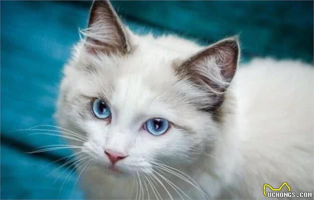 猫中女神：优雅而迷人波米拉猫，将让你爱不释手