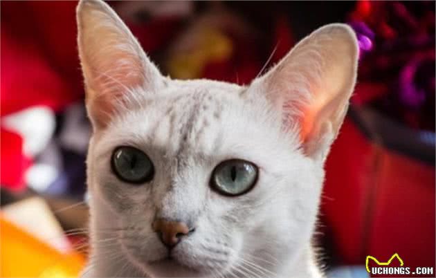 猫中女神：优雅而迷人波米拉猫，将让你爱不释手