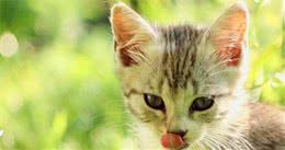 猫中女神：优雅而迷人波米拉猫，将让你爱不释手