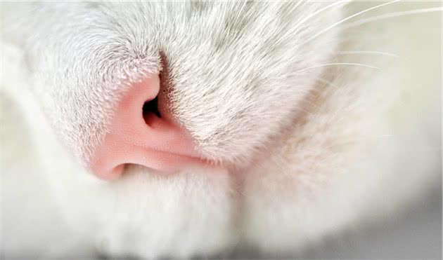 你了解猫咪吗？看懂这7点就会发现，原来猫咪小脑袋瓜里这么神奇