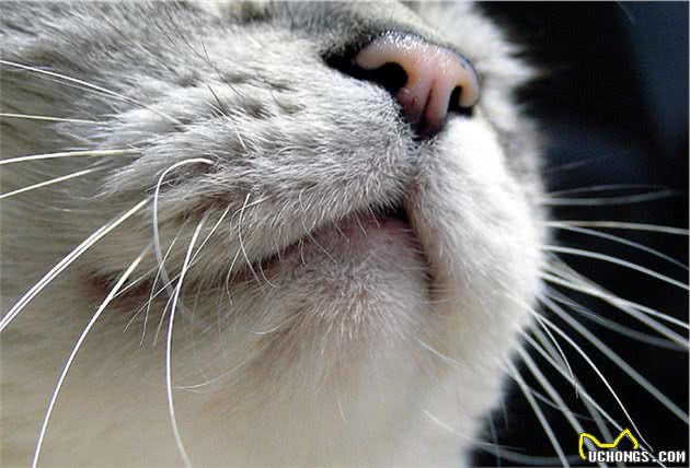 你了解猫咪吗？看懂这7点就会发现，原来猫咪小脑袋瓜里这么神奇