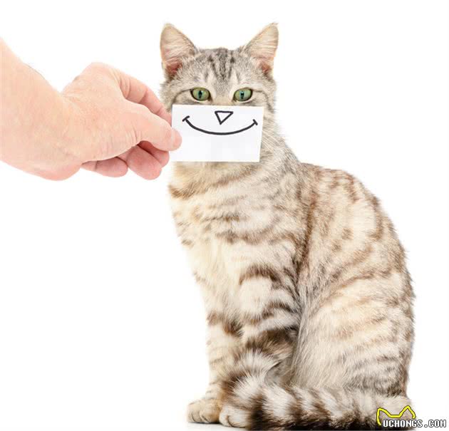 你了解猫咪吗？看懂这7点就会发现，原来猫咪小脑袋瓜里这么神奇