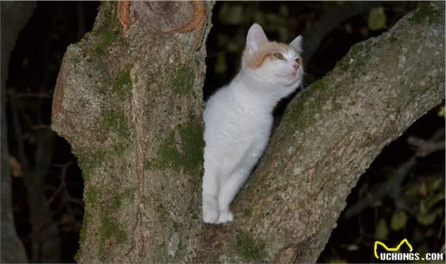 你了解猫咪吗？看懂这7点就会发现，原来猫咪小脑袋瓜里这么神奇