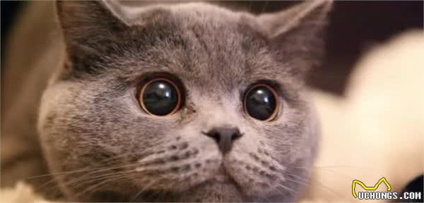 你了解猫咪吗？看懂这7点就会发现，原来猫咪小脑袋瓜里这么神奇