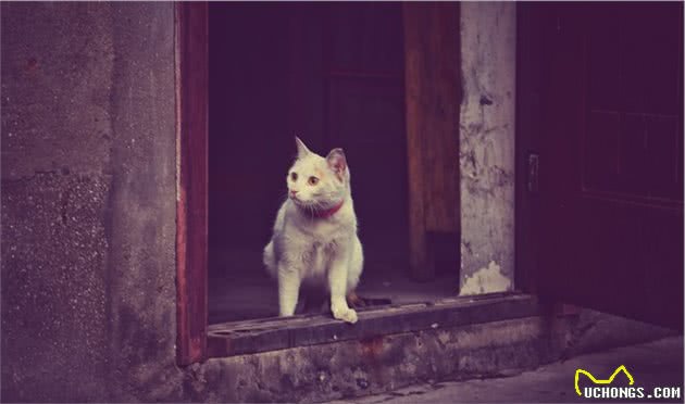 你了解猫咪吗？看懂这7点就会发现，原来猫咪小脑袋瓜里这么神奇