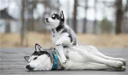 养宠经验分享：狗狗产后吃什么补身体