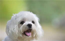 马尔济斯犬怎么样，好养吗？