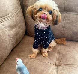 学会这六招，轻松解决你家狗过度吠叫的问题