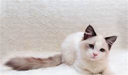 天价布偶猫，真的是爱猫人士的选择吗？